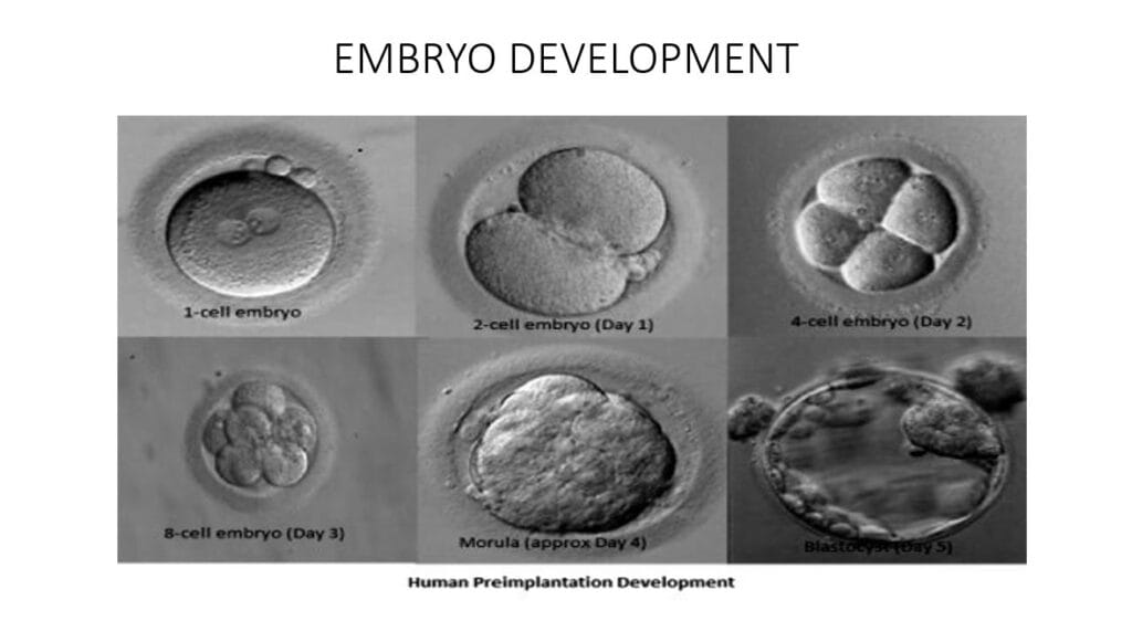 The Heart of Every IVF Centre - Embryology Laboratory – Ova Fertility ...