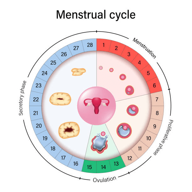 Menstrual Cycle